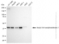 KD-Validated Anti-Acetyl-CoA acetyltransferase 1 Rabbit Monoclonal Antibody